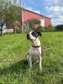 Cruiser Burt -  Pit Bull Terrier Dog for Adoption in Germantown, Ohio - Cruiser Burt | PetCurious