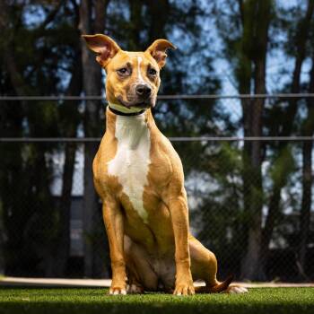 Joy -  Mixed Breed Dog for Adoption in Jupiter, Florida - Joy | PetCurious