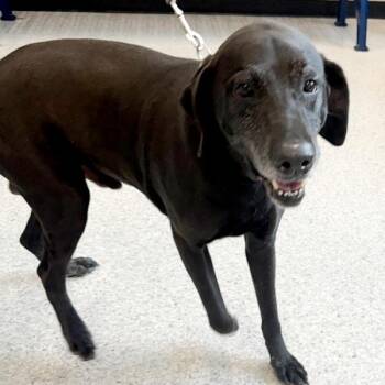 Dex -  Labrador Retriever Dog for Adoption in Des Moines, Iowa - Dex | PetCurious