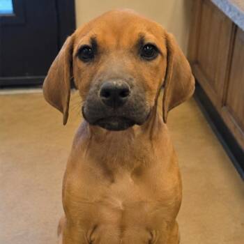 Katara -  Hound and Mixed Breed Dog for Adoption in Wickenburg, Arizona - Katara | PetCurious