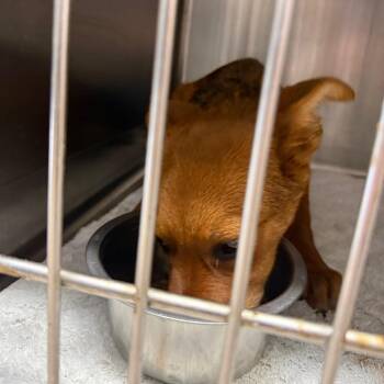 Cinnamon -  Shepherd Dog for Adoption in Lake Jackson, Texas - Cinnamon | PetCurious