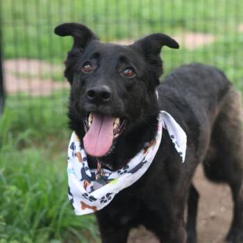 CHOPPER -  Labrador Retriever Dog for Adoption in San Antonio, Texas - CHOPPER | PetCurious