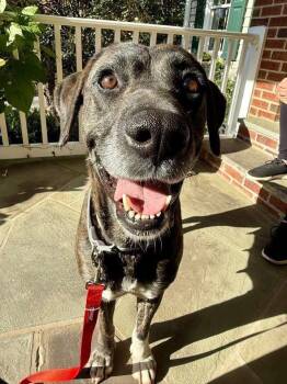 Plott Hound Dogs Available for Adoption in Fairfax, Virginia - Missy | PetCurious