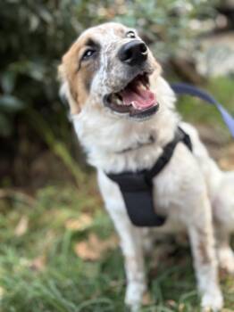 Jack Russell Terrier Dogs Available for Adoption - IVAN | PetCurious