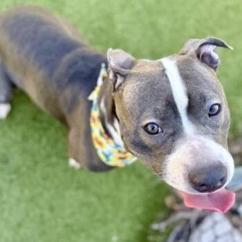 Mixed Breed Dogs Available for Adoption in Largo, Florida - Luna | PetCurious