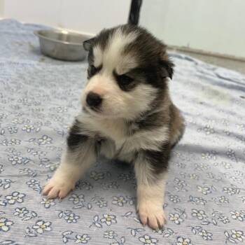 Husky Dogs Available for Adoption in Clavet, Saskatchewan - Nala | PetCurious
