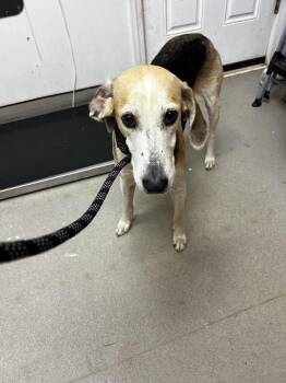 AAD New Arrival!  Charlotte - 26122 -  Foxhound Dog for Adoption in Armonk, New York - AAD New Arrival!  Charlotte - 26122 | PetCurious