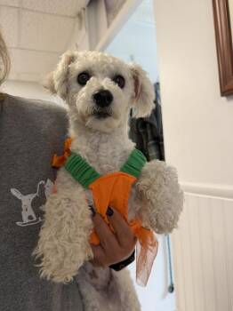 Paloma -  Poodle Dog for Adoption in Ontario, California - Paloma | PetCurious