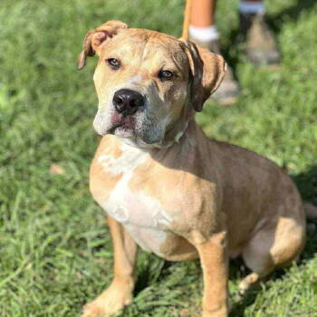 Rescue Pit Bull Terrier Dogs for Adoption in Germantown, Ohio - Chowder | PetCurious