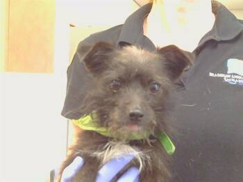GORDON -  Cairn Terrier and Mixed Breed Dog for Adoption in Sacramento, California - GORDON | PetCurious