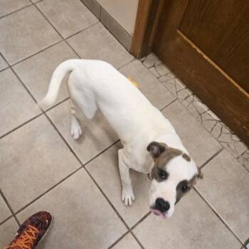 Ivory (pre-adoption) -  Pit Bull Terrier Dog for Adoption in West Branch, Michigan - Ivory (pre-adoption) | PetCurious