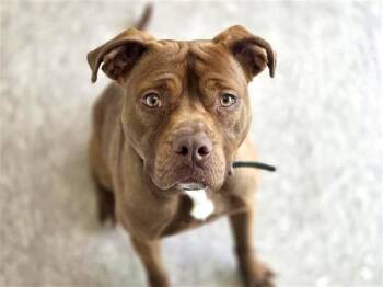 JAMIE -  Pit Bull Terrier Dog for Adoption in Brentwood, Missouri - JAMIE | PetCurious