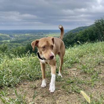 David -  Mixed Breed Dog for Adoption - David | PetCurious