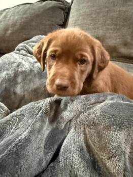 Lime -  Mixed Breed Dog for Adoption in Lindenhurst, New York - Lime | PetCurious