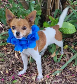 Bruiser -  Chihuahua Dog for Adoption in Vernon, Texas - Bruiser | PetCurious