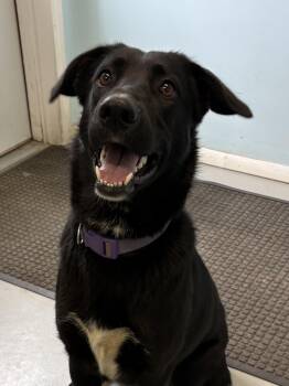 Tess -  Mixed Breed Dog for Adoption in Big Rapids, Michigan - Tess | PetCurious