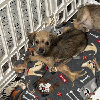 Yorkshire Terrier and Shih Tzu Dogs Available for Adoption - Ella | PetCurious