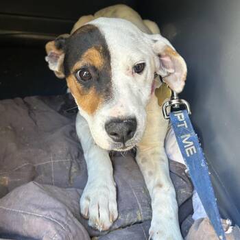 Pit Bull Terrier and Mixed Breed Dogs Available for Adoption in Richmond, California - SOLSTICE | PetCurious