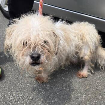 Jasmine -  Mixed Breed Dog for Adoption in Newark, New Jersey - Jasmine | PetCurious
