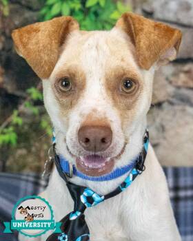 Raymond -  Beagle and Jack Russell Terrier Dog for Adoption in Kennesaw, Georgia - Raymond | PetCurious