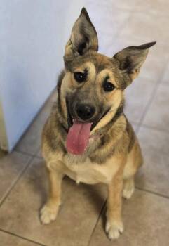 German Shepherd Dog Dogs Available for Adoption - Sadie | PetCurious