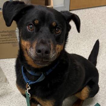 King -  Hound Dog for Adoption - King | PetCurious