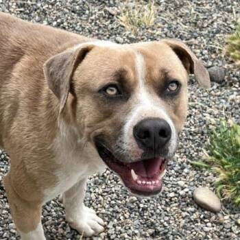 Rufus -  Labrador Retriever Dog for Adoption in Lompoc, California - Rufus | PetCurious
