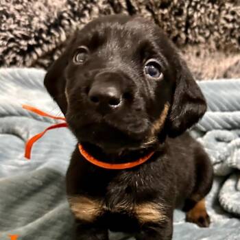 Rescue Black And Tan Coonhound Dogs for Adoption in Stokesdale, North Carolina - Jess | PetCurious