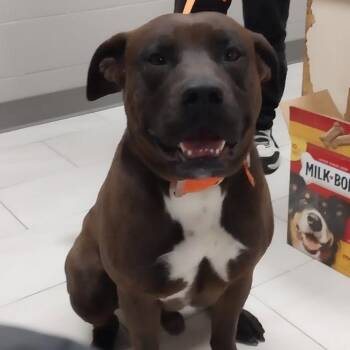 English Bulldog Dogs Available for Adoption in Lufkin, Texas - Ham Hock | PetCurious