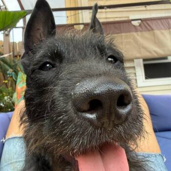 Baby -  Mixed Breed Dog for Adoption in Fenton, Michigan - Baby | PetCurious