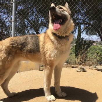 Maui -  German Shepherd Dog and Mixed Breed Dog for Adoption in Riverside, California - Maui | PetCurious
