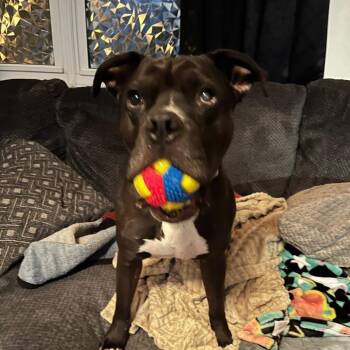 Enzo -  Boxer and Mixed Breed Dog for Adoption in Cleveland, Tennessee - Enzo | PetCurious
