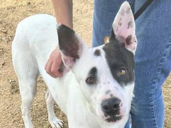 Mixed Breed Dogs Available for Adoption in Georgetown, Texas - Marvin | PetCurious