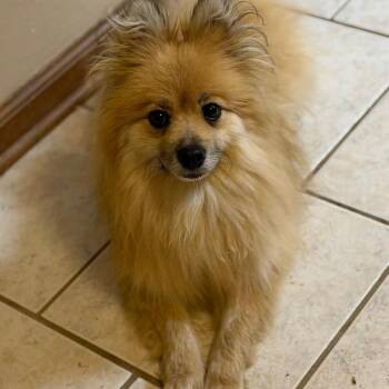 German Spitz Dogs Available for Adoption in Mount Vernon, Arkansas - Cowboy | PetCurious