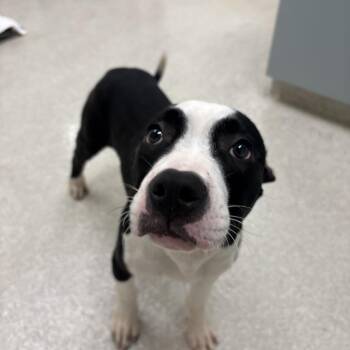 Brick -  Pit Bull Terrier Dog for Adoption - Brick | PetCurious