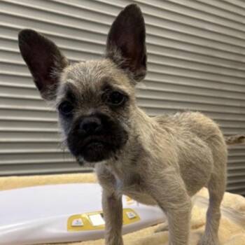 Mr. Cutie Mysterio -  Pug and Terrier Dog for Adoption in Ridgefield, Washington - Mr. Cutie Mysterio | PetCurious