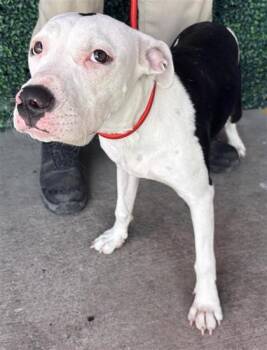 61537222 -  Pit Bull Terrier and Mixed Breed Dog for Adoption in El Paso, Texas - 61537222 | PetCurious