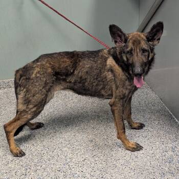 Shepherd Dogs Available for Adoption in Greenville, South Carolina - Helena/Charlotte | PetCurious