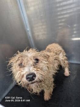 CASSIUS PISTACIUS -  Terrier Dog for Adoption in San Antonio, Texas - CASSIUS PISTACIUS | PetCurious
