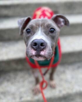 Rescue Pit Bull Terrier and Mixed Breed Dogs for Adoption in Morristown, New Jersey - Cowboy | PetCurious