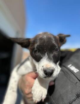 Rescue Pit Bull Terrier Dogs for Adoption in Victorville, California - SEIZED "CRUELLA" 1672 HOLD UNTIL 11/8/2025 | PetCurious