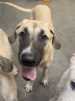 Rescue Irish Wolfhound Dogs for Adoption in St. Helens, Oregon - Bambi | PetCurious