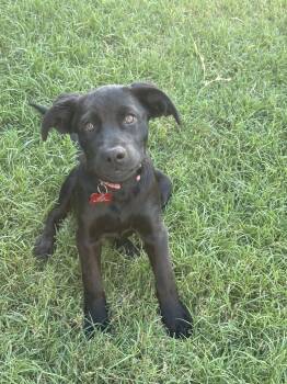 ROSEY -  Labrador Retriever Dog for Adoption in Broken Arrow, Oklahoma - ROSEY | PetCurious