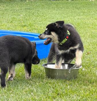 Puppy Diego -  German Shepherd Dog Dog for Adoption in Fulton, California - Puppy Diego | PetCurious
