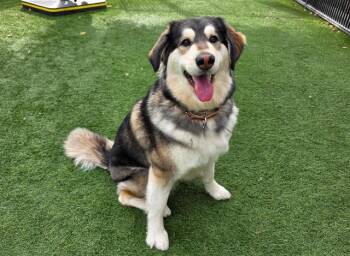 Siberian Husky and Mixed Breed Dogs Available for Adoption - JUNO | PetCurious