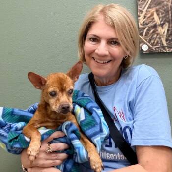 Chihuahua Dogs Available for Adoption in Ennis, Texas - Betty Lou | PetCurious