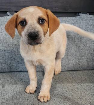 Amber -  Australian Shepherd Dog for Adoption in Cottonwood, Arizona - Amber | PetCurious