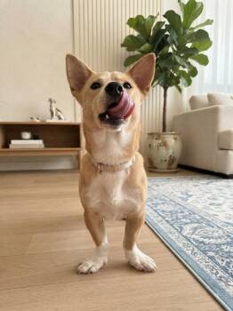Archie -  Corgi Dog for Adoption in Richmond, British Columbia - Archie | PetCurious