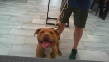 Mixed Breed Dogs Available for Adoption - BEAMER | PetCurious