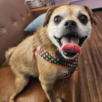 Rescue Pug and Beagle Dogs for Adoption in Livonia, Michigan - Sky | PetCurious